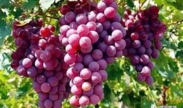 葡萄爆料视频大全,揭秘娱乐圈幕后故事