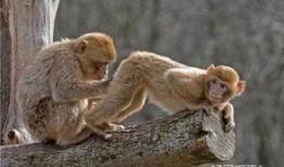 爆料小猴子的视频大全集,视频大全集欢乐回顾